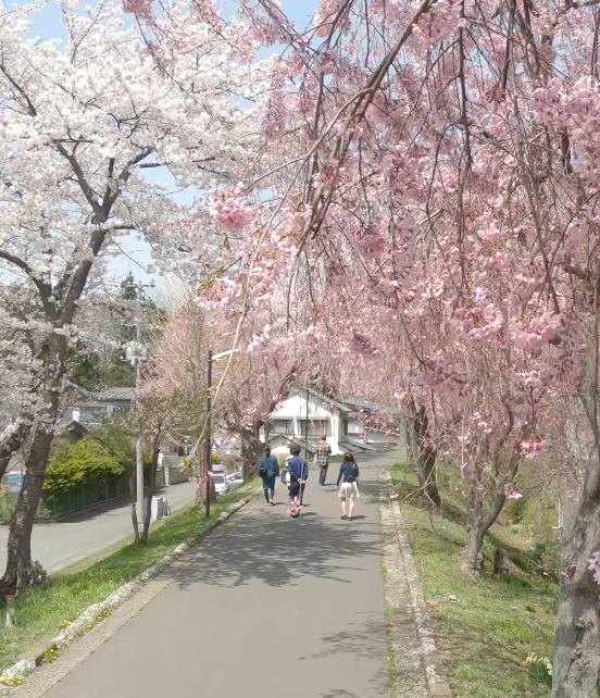 小型ドローンで撮影した桜の映像が大学Facebookに掲載されました